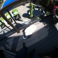 #howto TAKE YOUR CAT FOR A SWIM #loop #remake #LOL