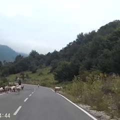 Shepherd Gets Attacked by Sheep Horrific Video