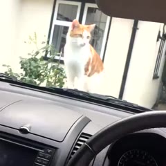 Cat and horn