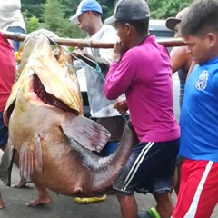 A little fish