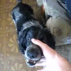 Dog Bah Bah Bah