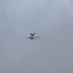 Seagull riding on another Seagull.