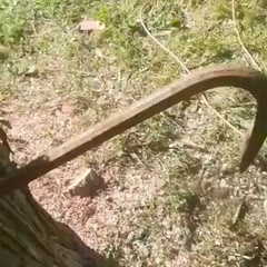 Bullseye boom neerhalen