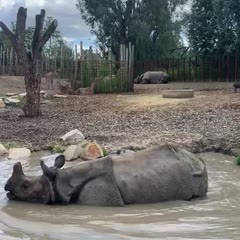 Romantic dinner next to the rhino