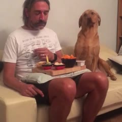 Passive aggressive dog