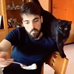 Troll the cat