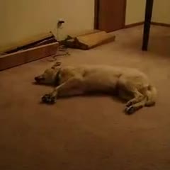 Dreaming Dog