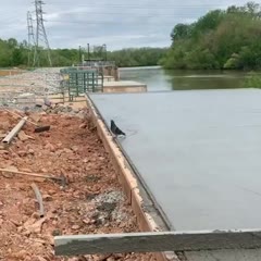 Pigeon from hell