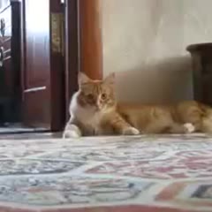 Cat gone
