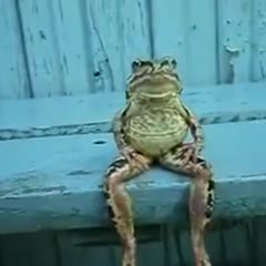 frog sitting on a bench like a human