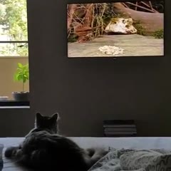 Cat fail