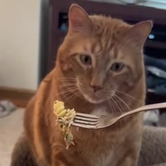 He did not like it very much