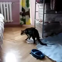 Sleepy Cat Has Trouble Jumping