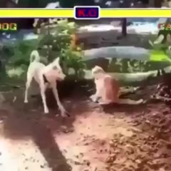3..2..1 .. FIGHT!