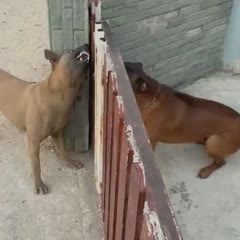 Dogs with big mouths