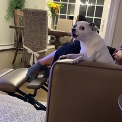 My dog doesn't like getting flipped off
