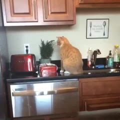 Wait for it