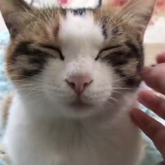 Cat run out of battery
