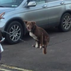 Amazing Acrobatic Dog