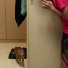 好奇心會害死一隻貓 - curiosity killed the cat