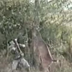 Deer Gets Revenge