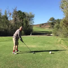Bird had no chance, complete accident