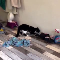jsuis morte, les chats sont des démons 😭😭😭😭