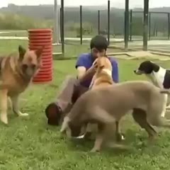 Meanwhile at the shelter