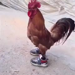 Le coq sportif