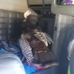 Turkey broke into my truck