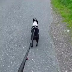 Other dogs vs probably my dog