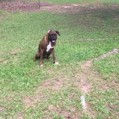 Dog runs full speed into truck