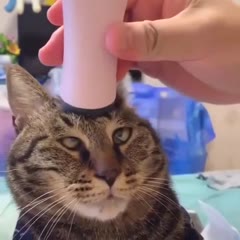Cat is being spoiled