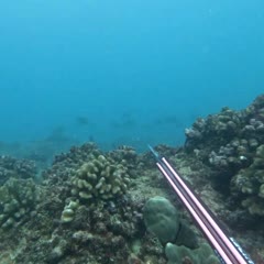 Spearfisherman Narrowly Avoids Being Run Over By Boat