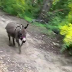 Donkey Running Down A Hill And Farting Right At The Camera As She Runs By