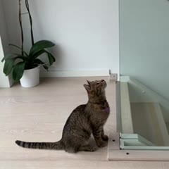 Cat failing to jump on the stair railing 😂