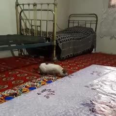 Double jump