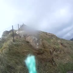 Fail rescue sheep