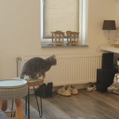 A mouse!