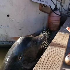 Sea lion drags girl into Steveston waters