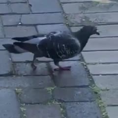 Pigeon Jackson