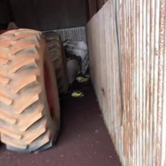 New South Wales Farmer Discovers Massive Infestation of Mice