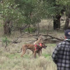 Man punches a kangaroo in the face to rescue his dog (Original HD)