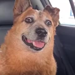The good boy, the bad and the ugly