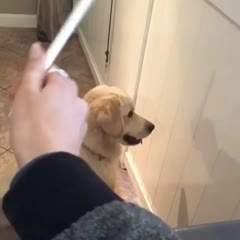 Sugar is famous